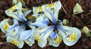 Iris Katherine Hodgkin