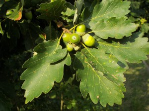 Traubeneiche - Baum des Jahres 2014 Blätter und Eicheln (Foto: Wikipedia)