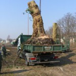 Baumfällung, Wurzel entfernen.