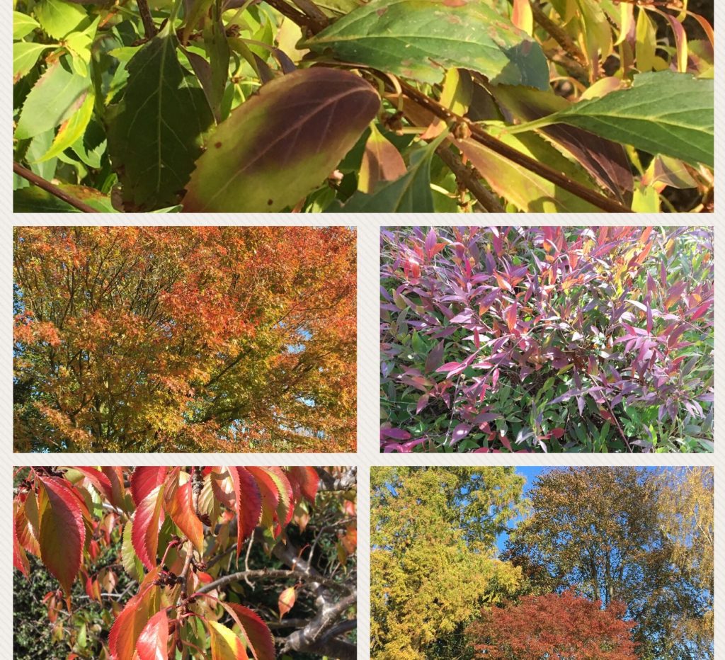 Aktuelles aus den Garten- und Landschaftsbau | Robert Dellwig Garten